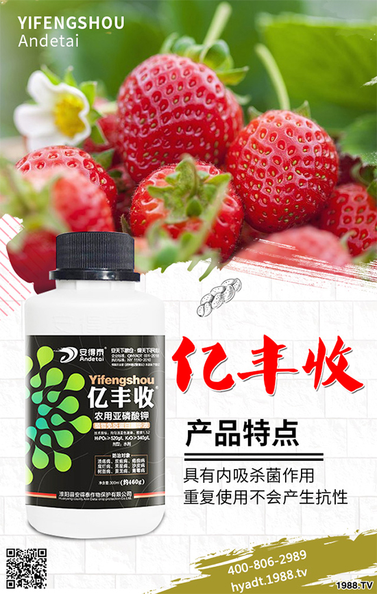 香菜如何施肥產量更高?秋茬香蔥高產施肥方案