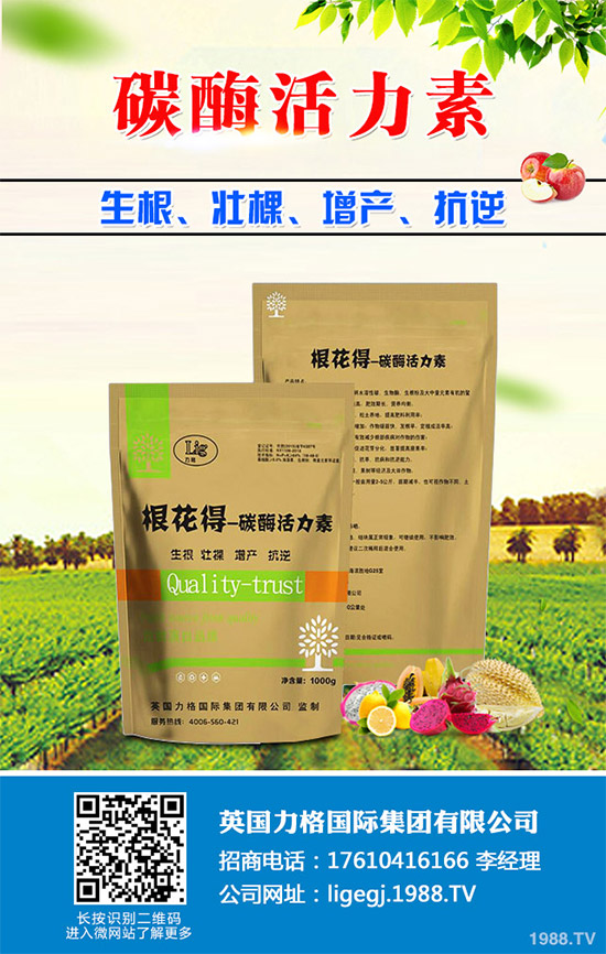 油麥菜什么時(shí)候種植?油麥菜高產(chǎn)種植技術(shù)要點(diǎn)