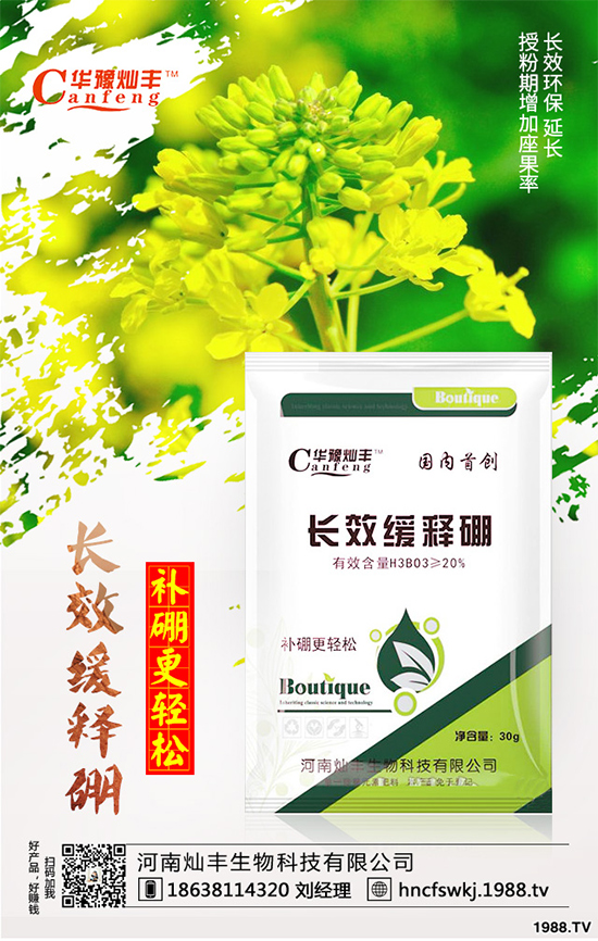 甘藍立枯病來襲,到底該如何防治?甘藍立枯病防治措施