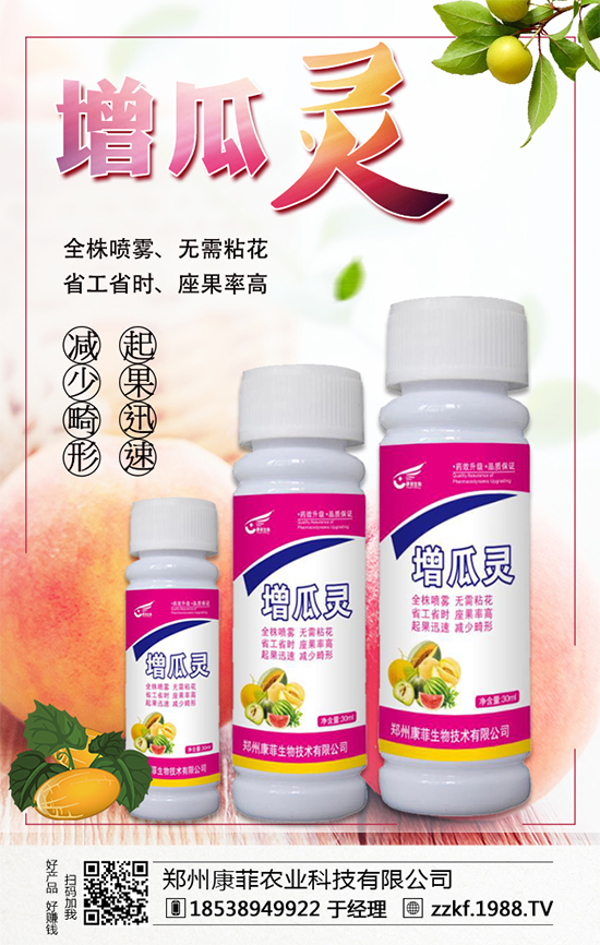 大棚南瓜怎么種植？大棚南瓜的種植中要點(diǎn)！