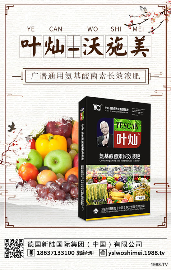 生菜栽培季節(jié)是什么時候？生菜高產(chǎn)技術(shù)有哪些？