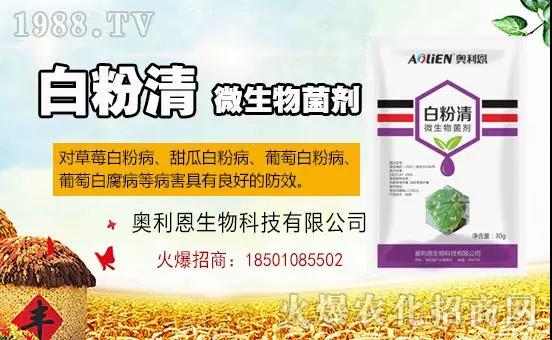 白粉病“反復(fù)難纏”？ 記住這個藥，高效防治白粉病，鏟除！