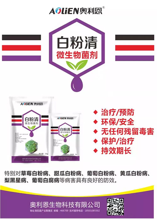 白粉病“反復(fù)難纏”？ 記住這個藥，高效防治白粉病，鏟除！