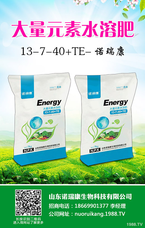     奶油草莓如何種植？奶油草莓種植時(shí)間及管理方法技術(shù)！1-(1753)