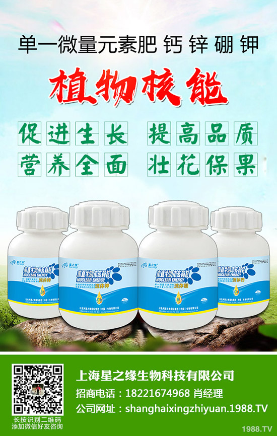 芽菜怎樣種植，芽菜種植技術(shù)您了解多少？