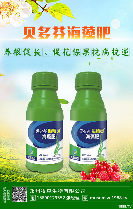 洋薊為什么這么受人歡迎？洋薊的市場(chǎng)行情分析