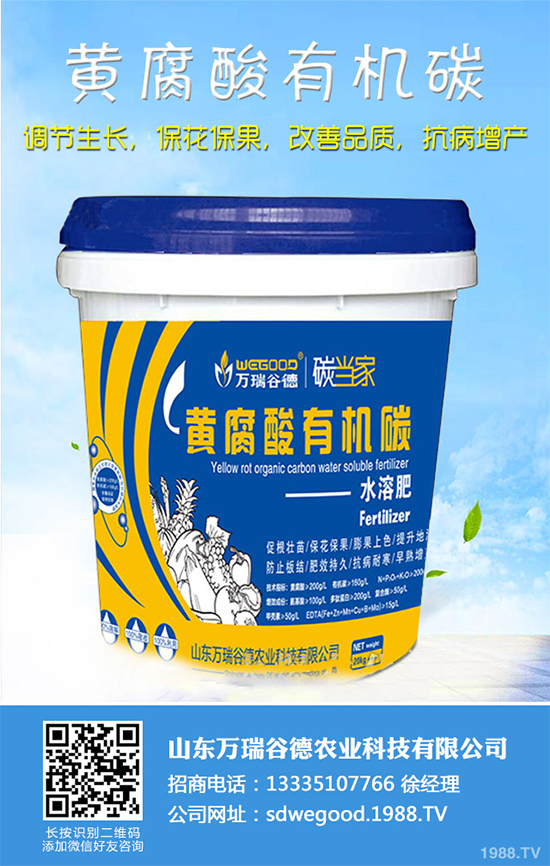 魔芋價(jià)格多少錢一斤?2020年魔芋種植的市場(chǎng)行情