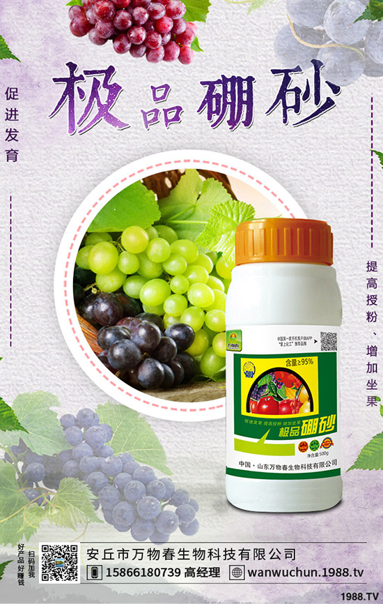 枸杞如何種植，枸杞種植條件有哪些？