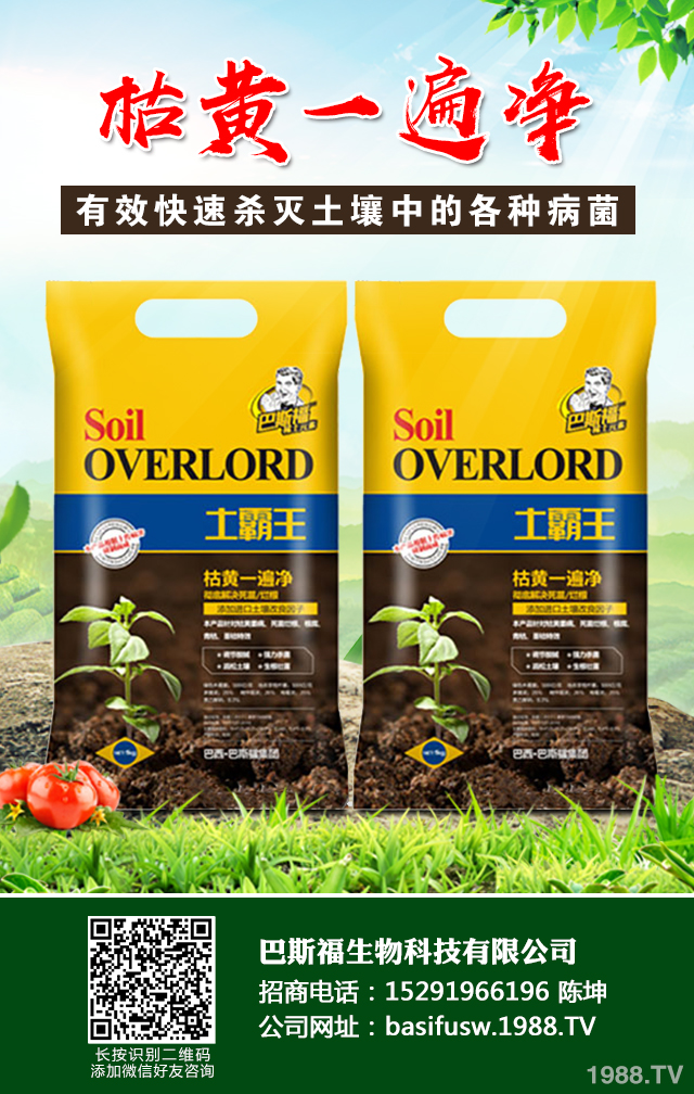 辣椒葉枯病怎樣防治？辣椒葉枯病防治技巧