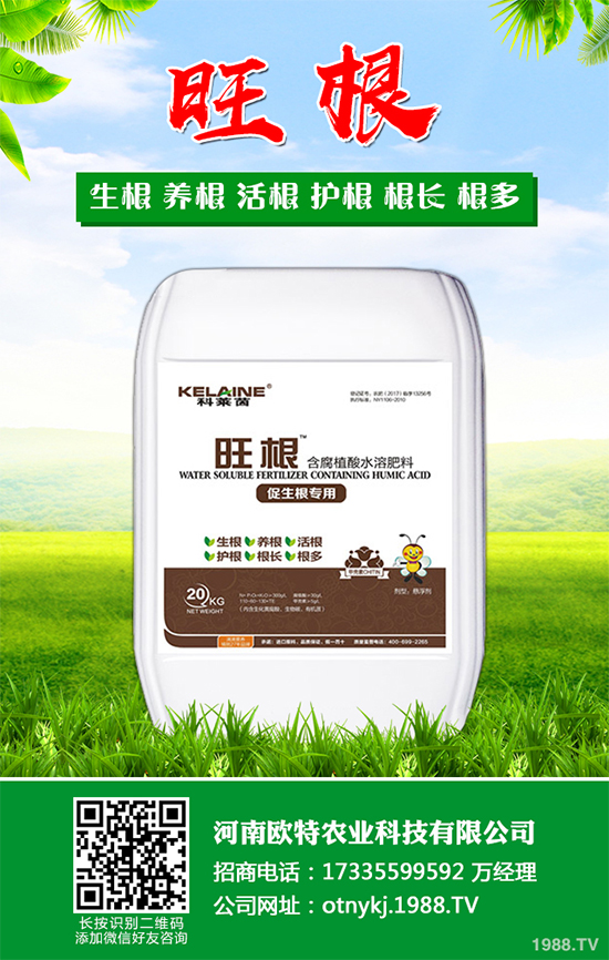 大蔥干尖是咋回事？怎樣解決？大蔥干尖的原因及防治