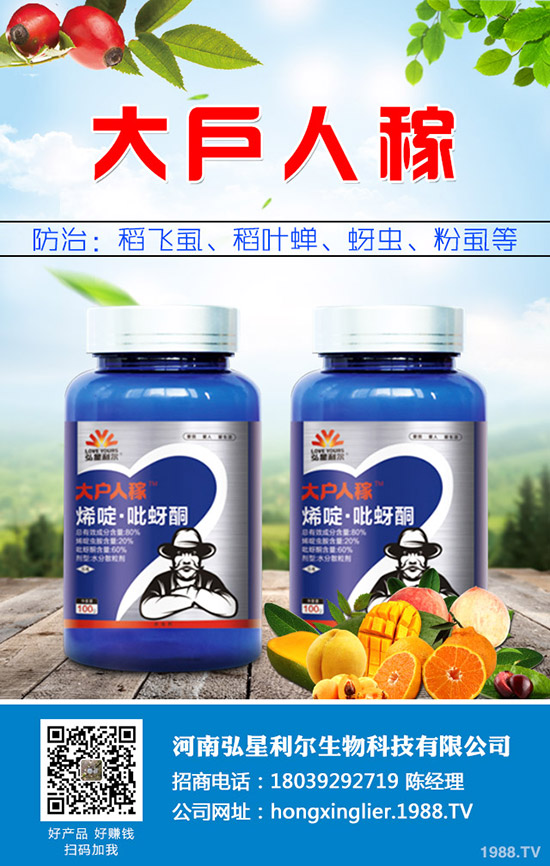 洋蔥種植后要怎么管理？洋蔥種植管理技術(shù)要點(diǎn)！