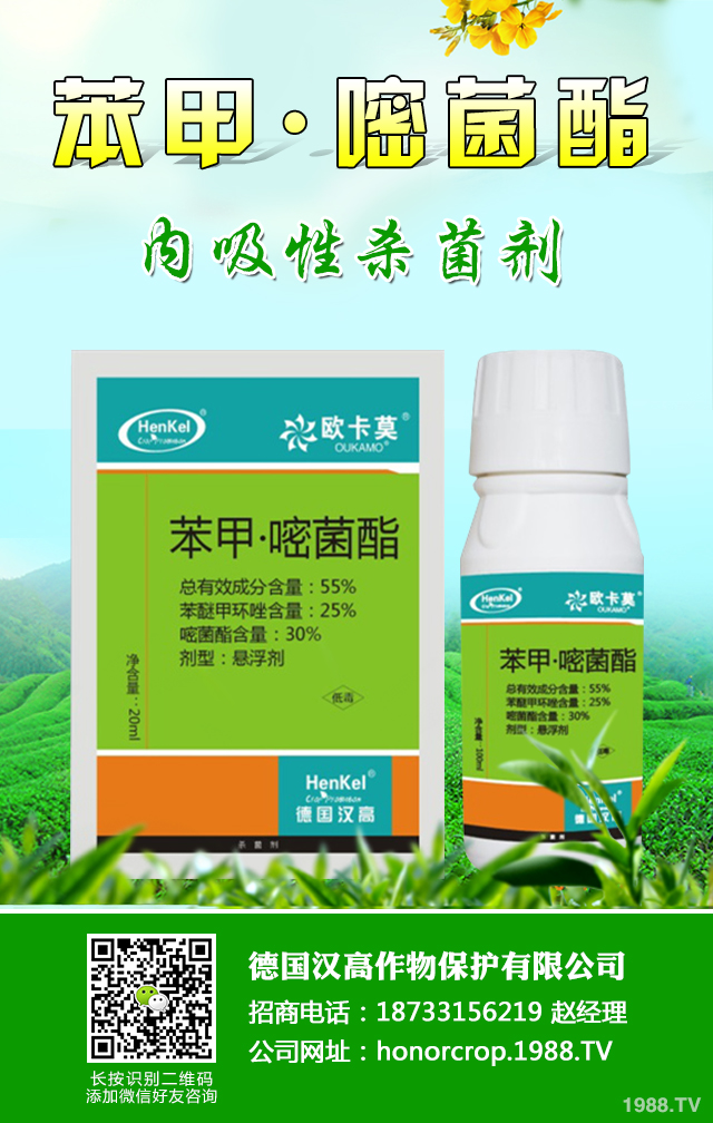 芹菜生理性病害怎樣防治？芹菜生理性病害防治技巧