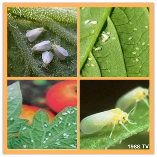     防治高抗性白粉虱——?dú)⑾x殺卵一招制敵
