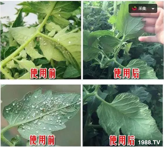     防治高抗性白粉虱——?dú)⑾x殺卵一招制敵