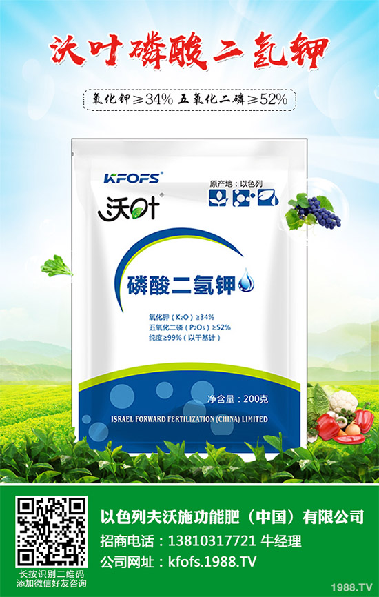 芹菜病毒病有哪些危害？該如何防治？芹菜病毒病的危害與防治