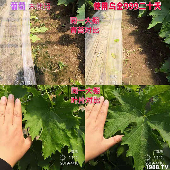 【新疆黑色生態(tài)】全體員工恭祝新老朋友:新年快樂!萬事如意!夜夜“鼠”錢!