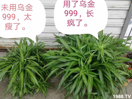 【新疆黑色生態(tài)】全體員工恭祝新老朋友:新年快樂!萬事如意!夜夜“鼠”錢!