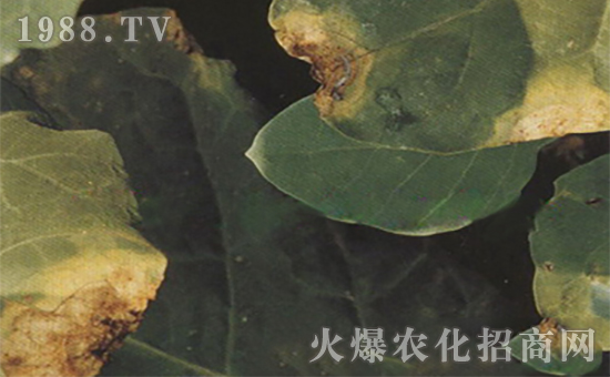 ���{�ڸ���3