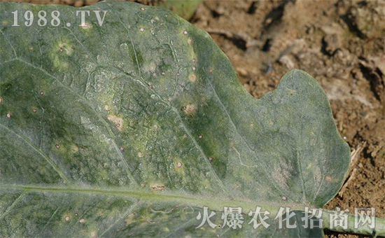 芥藍黑斑病為害癥狀3