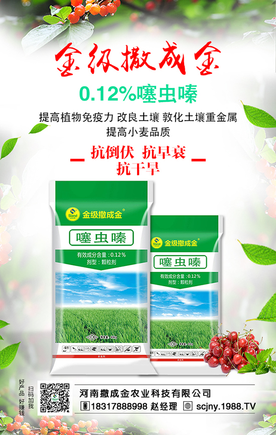 菠菜營養(yǎng)豐富，想豐收，菠菜施肥很重要