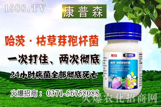 小麥價(jià)格止跌回穩(wěn)，小麥價(jià)格能漲多少？