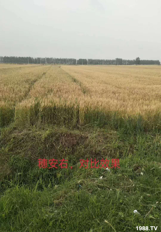 小麥赤霉病危害特點(diǎn)，防治小麥赤霉病用什么藥？