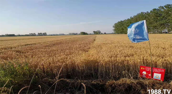 小麥赤霉病危害特點(diǎn)，防治小麥赤霉病用什么藥？