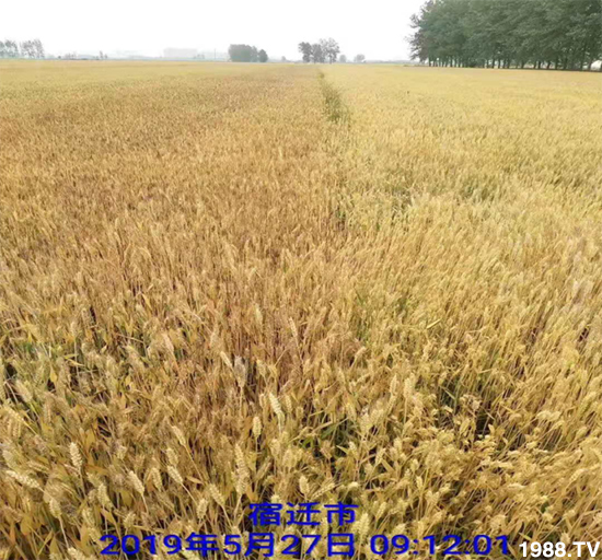 小麥赤霉病危害特點(diǎn)，防治小麥赤霉病用什么藥？