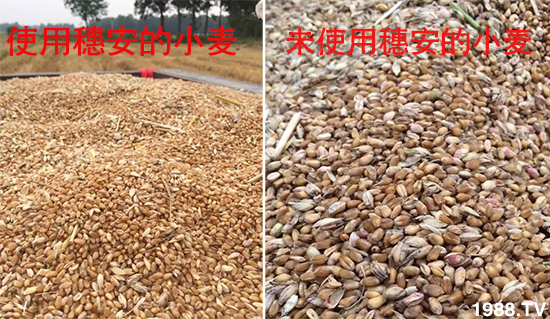 小麥赤霉病危害特點(diǎn)，防治小麥赤霉病用什么藥？