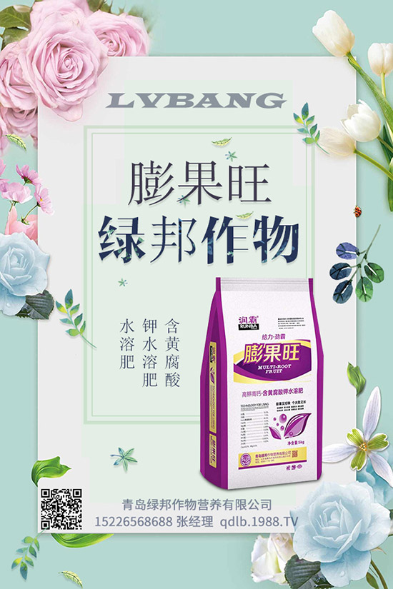 早春菠菜種植技術！田間管理要注意什么？