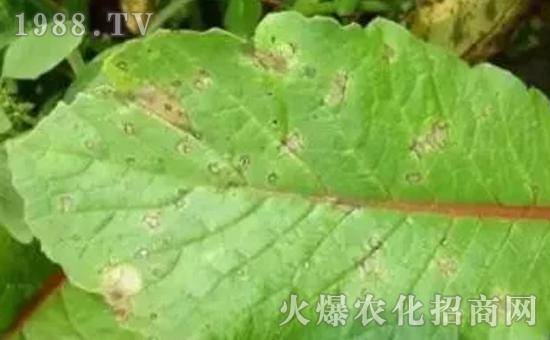 蘿卜炭疽病的癥狀和蘿卜炭疽病的防治