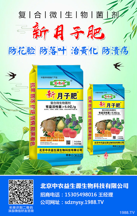     小麥旗葉是什么？小麥旗葉的作用有哪些？小麥旗葉決定產(chǎn)量么？