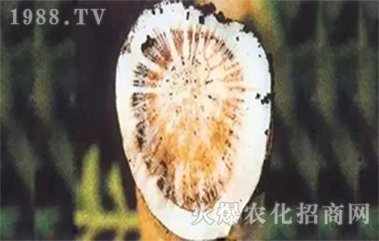 蘿卜黃萎病的癥狀和蘿卜黃萎病的危害