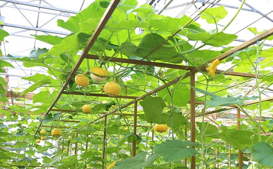 壽光菜博會(huì)