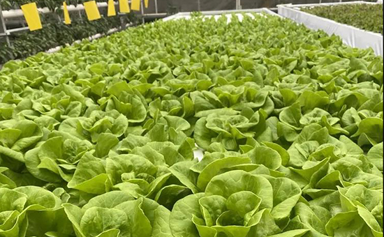 壽光菜博會(huì)