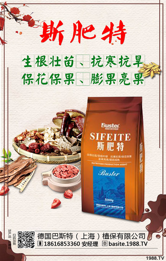 西瓜苗幾月份移栽，西瓜苗定植移栽技術(shù)及注意事項(xiàng)！