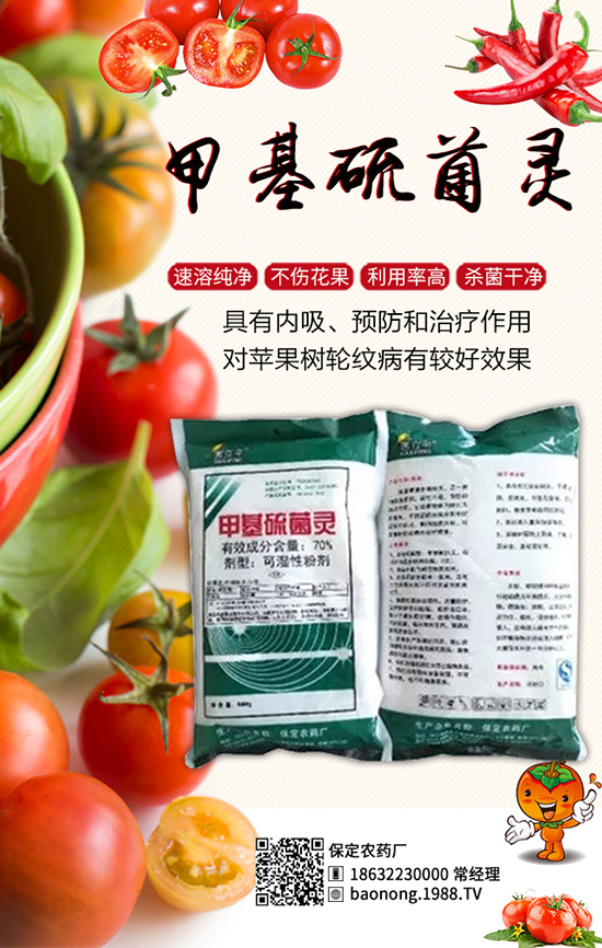 生物殺菌劑大蒜素:高效防治芒果角斑,果子賣相好