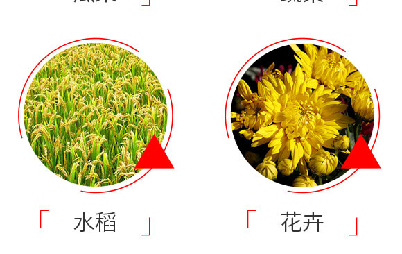 泰森蟲(chóng)擊-1%甲氨基阿維菌素苯甲酸鹽-艾綠農(nóng)_07