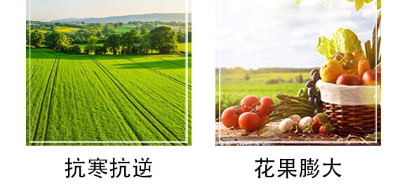 鼎豐賦能-天賜鼎立_06