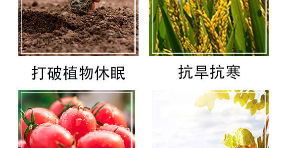 細(xì)胞分裂素-國(guó)豐健園_05