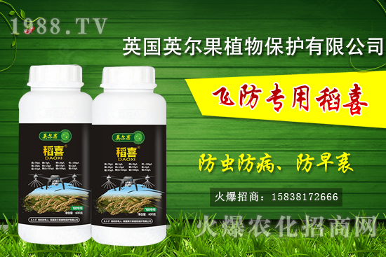 警惕！水稻早衰現(xiàn)象危害大！水稻早衰是什么原因，該怎么防治？