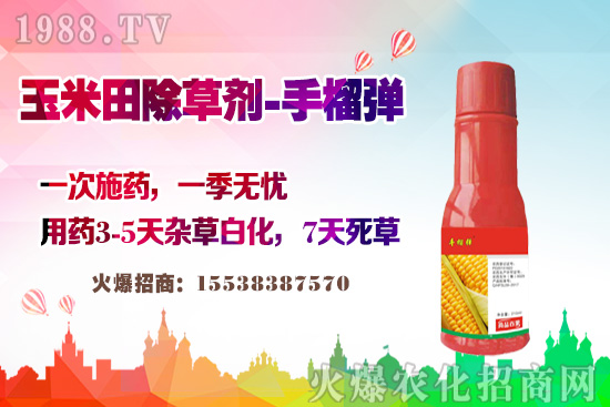 玉米田除草有講究，玉米除草劑這樣打，不長雜草不傷苗！