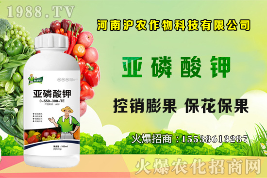 大蔥育苗要點你知道嗎?大蔥常見病蟲害有哪些?如何防治?