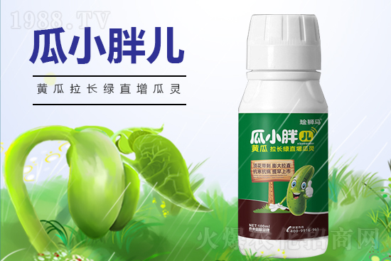 黃瓜什么時候澆水?黃瓜哪些階段需要澆水?