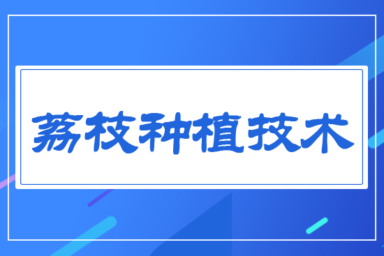 荔枝種植技術