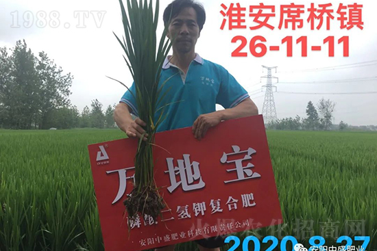 水稻分蘗不好對(duì)產(chǎn)量有多大影響？促進(jìn)水稻分蘗怎么做？