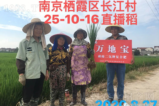 水稻分蘗不好對(duì)產(chǎn)量有多大影響？促進(jìn)水稻分蘗怎么做？