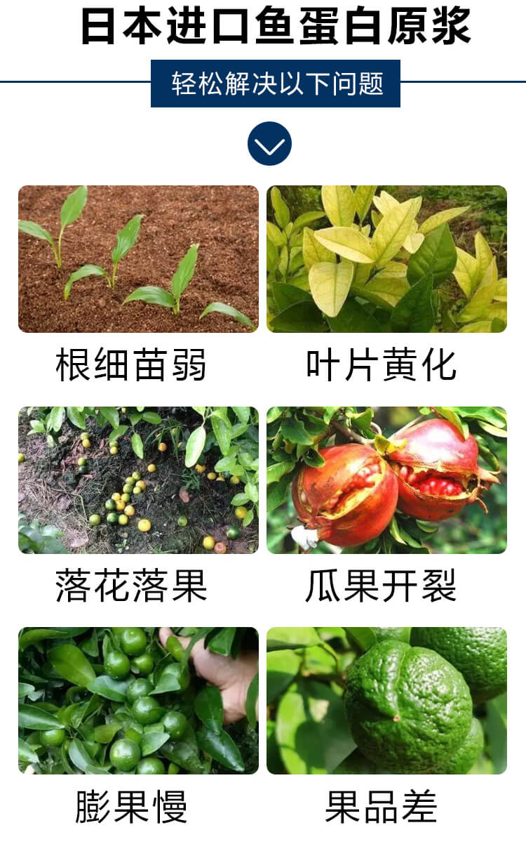 日本進(jìn)口魚蛋白原漿5