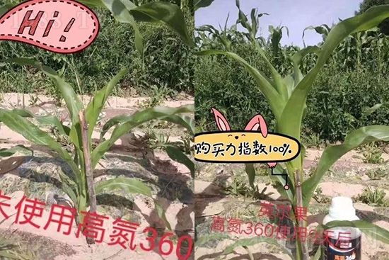 液體氮肥有哪些優(yōu)點？液體氮肥能替代尿素追肥嗎？