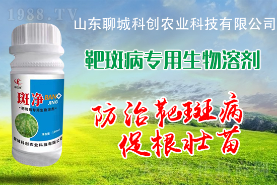 黃瓜靶斑病危害逐年加重！防治措施有哪些？